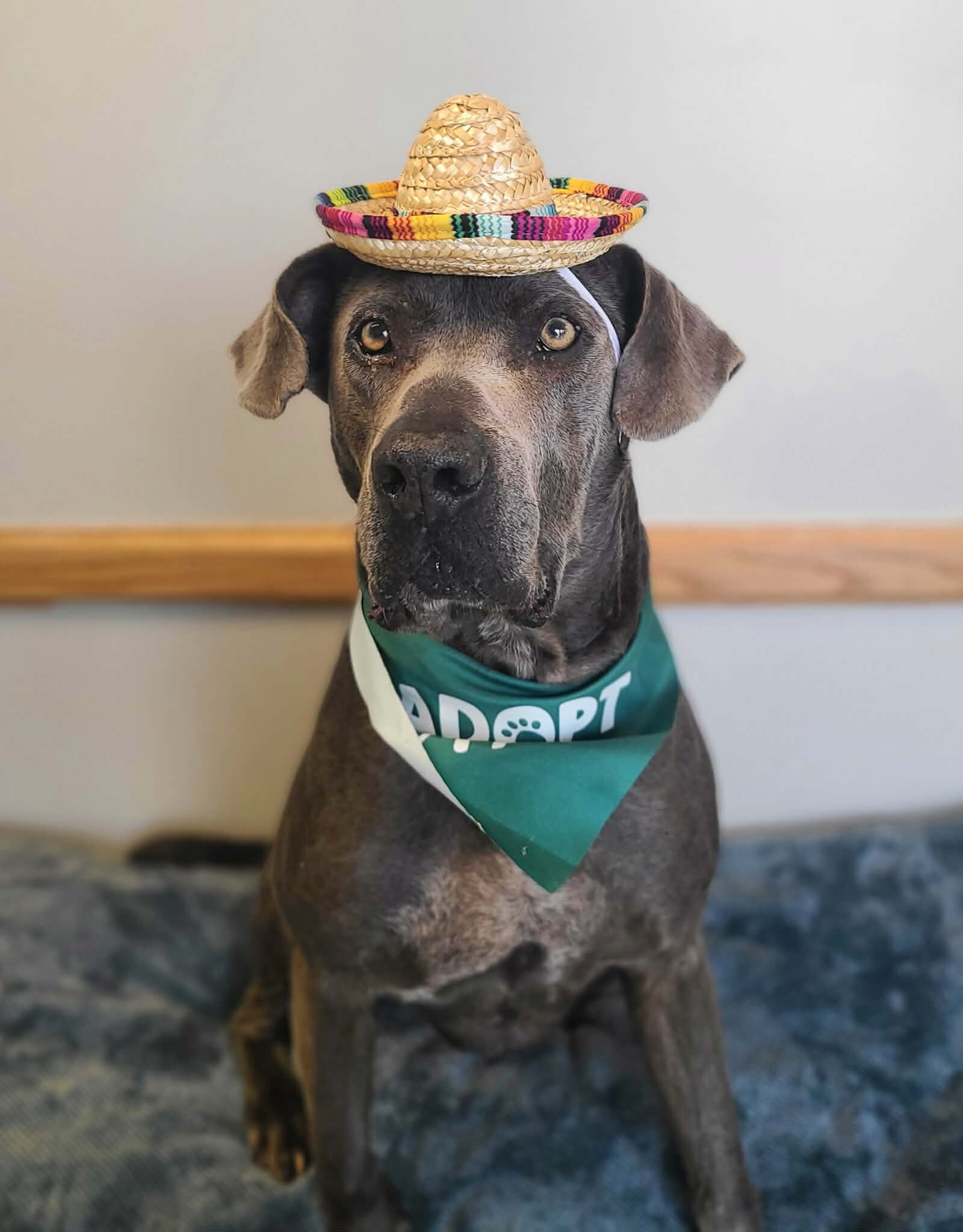 Picture of the Animal Listed